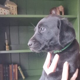 Labrador Retriever - Bitches