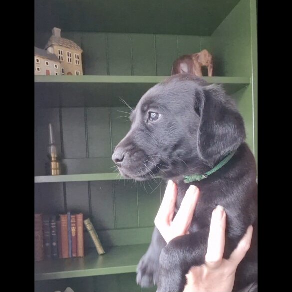 Labrador Retriever - Bitches