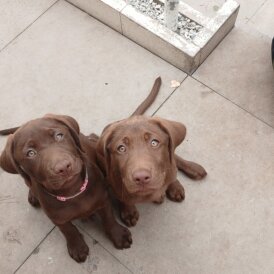 Labrador Retriever - Both