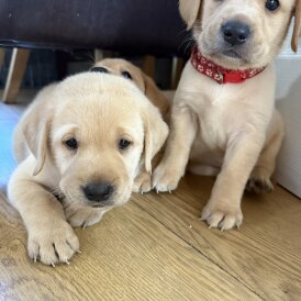 Labrador Retriever - Both