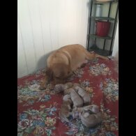 Labrador Retriever - Both