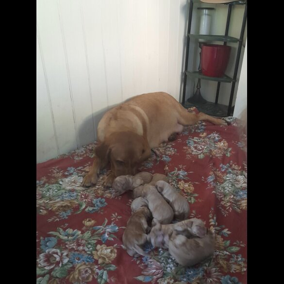 Labrador Retriever - Both