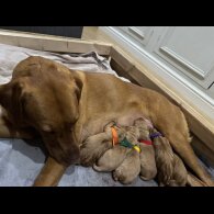 Labrador Retriever - Both