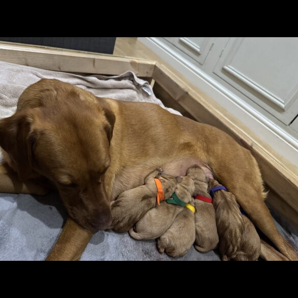 Labrador Retriever - Both