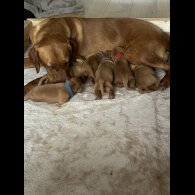 Labrador Retriever - Both