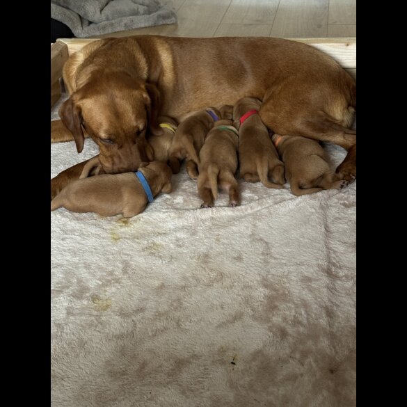 Labrador Retriever - Both