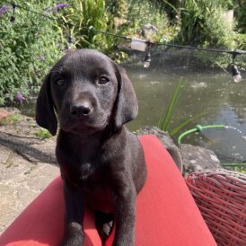 Labrador Retriever - Dogs