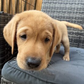 Labrador Retriever - Both