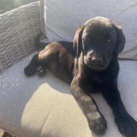 Labrador Retriever - Dogs