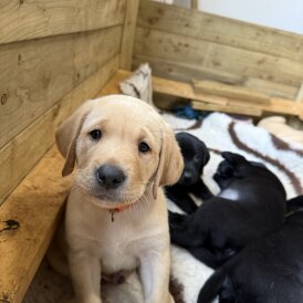 Labrador Retriever - Both