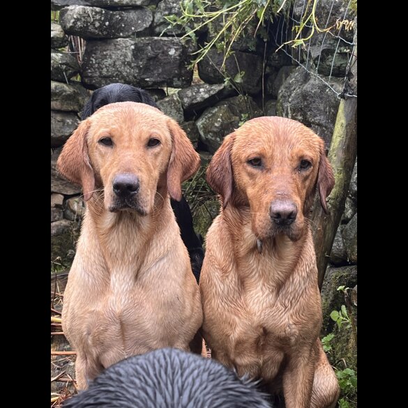 Labrador Retriever