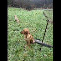 Labrador Retriever