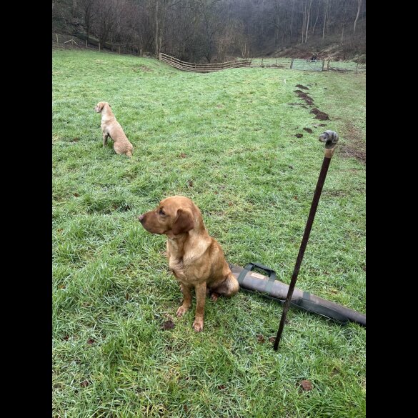 Labrador Retriever