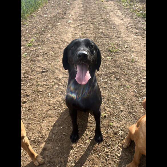 Labrador Retriever
