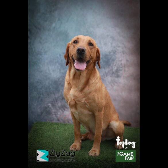 Labrador Retriever