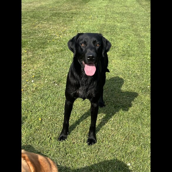 Labrador Retriever