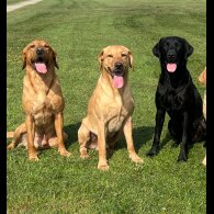 Labrador Retriever