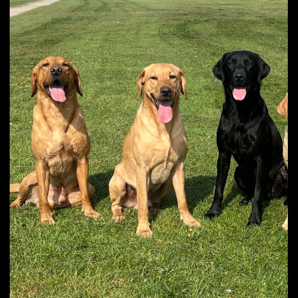 Labrador Retriever