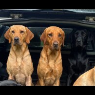 Labrador Retriever