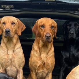 Labrador Retriever