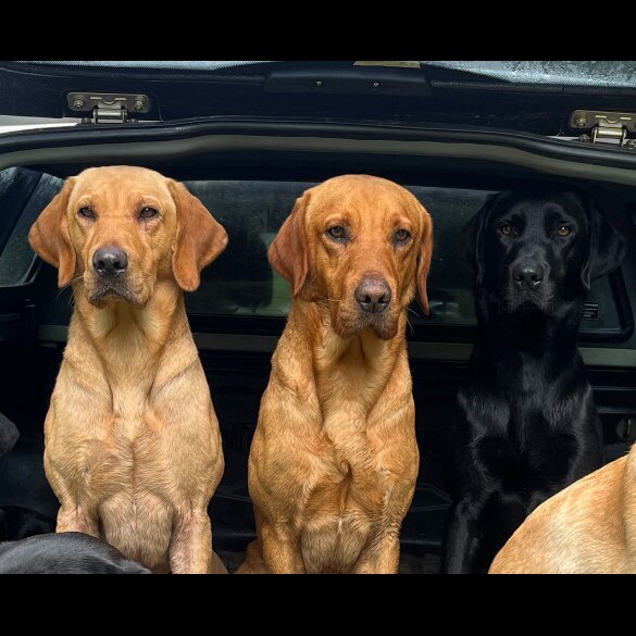 Labrador Retriever