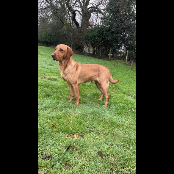Labrador Retriever
