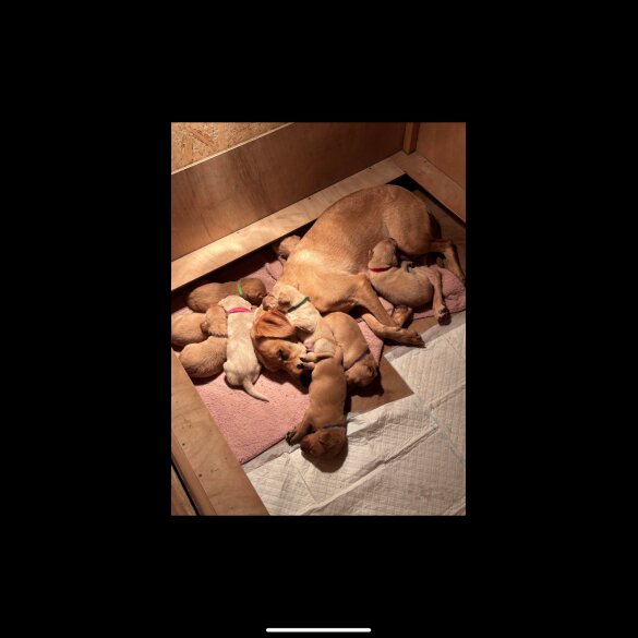 Labrador Retriever