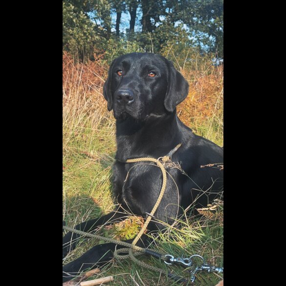 Labrador Retriever