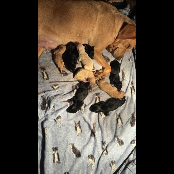 Labrador Retriever