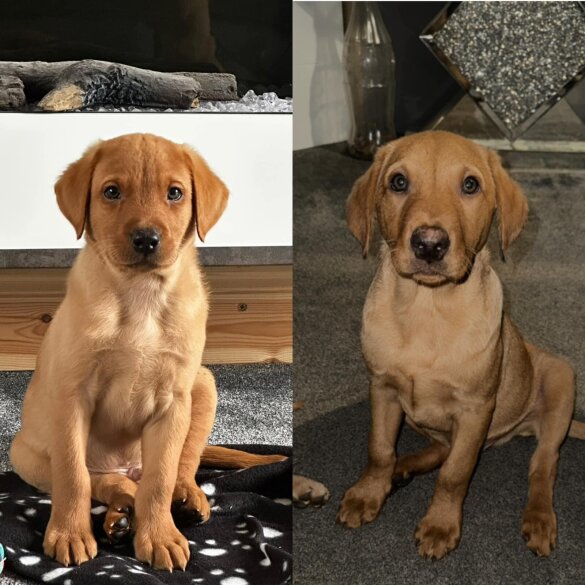 Labrador Retriever