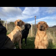 Labrador Retriever