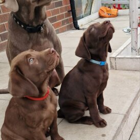 Labrador Retriever - Both