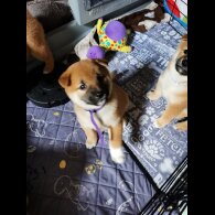 Japanese Shiba Inu - Both