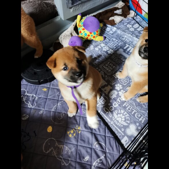 Japanese Shiba Inu - Both