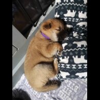 Japanese Shiba Inu - Both