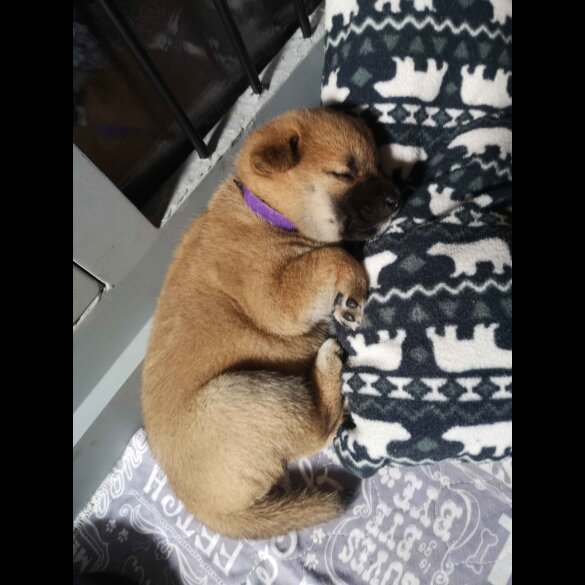 Japanese Shiba Inu - Both