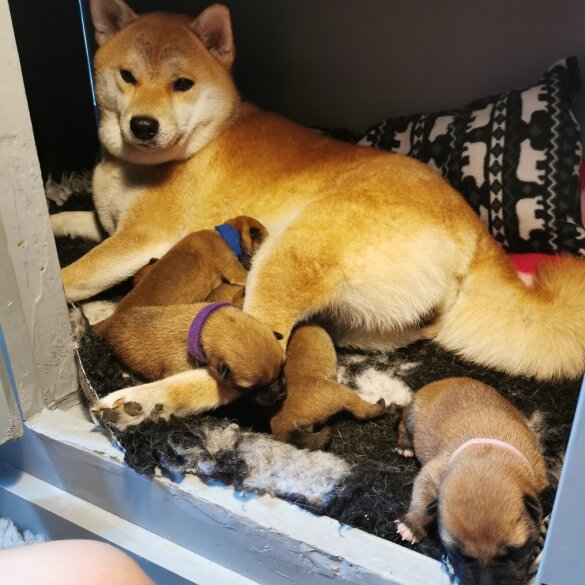 Japanese Shiba Inu - Both