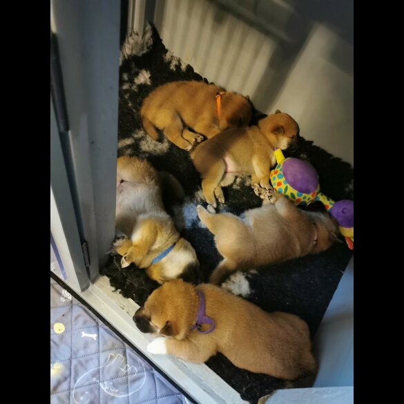 Japanese Shiba Inu - Both
