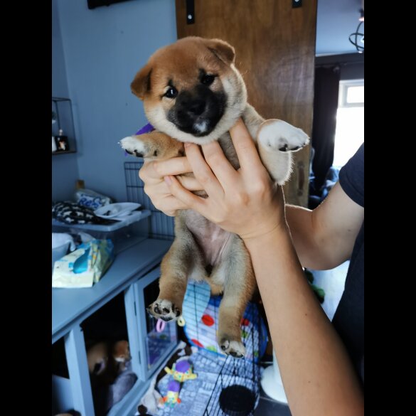Japanese Shiba Inu - Both