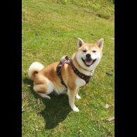 Japanese Shiba Inu - Both