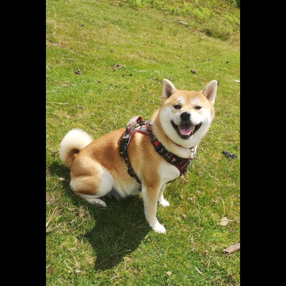Japanese Shiba Inu - Both