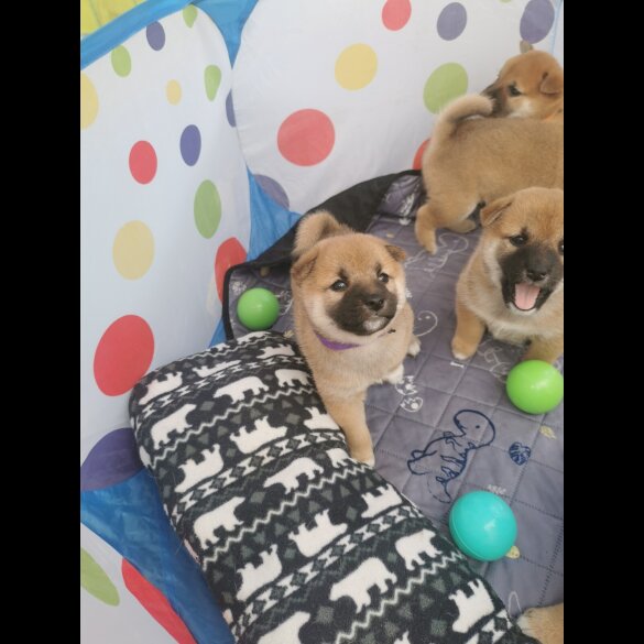 Japanese Shiba Inu - Both