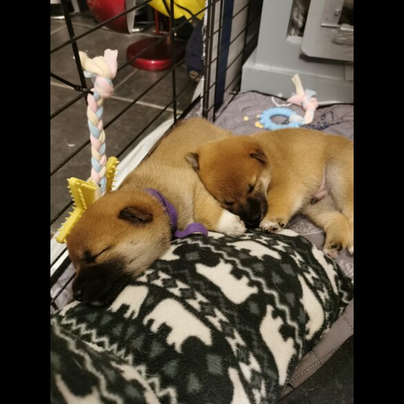 Japanese Shiba Inu - Both