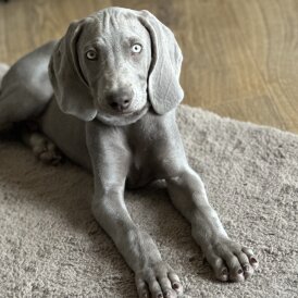 Weimaraner - Both