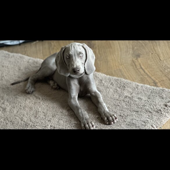 Weimaraner - Both