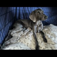 Weimaraner - Both