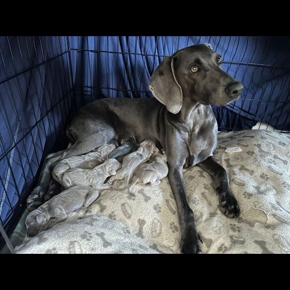 Weimaraner - Both