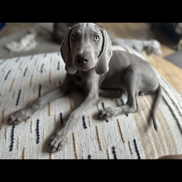 Weimaraner - Both