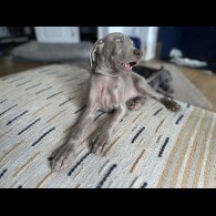 Weimaraner - Both