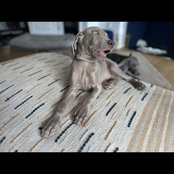 Weimaraner - Both